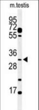 Western blot of hPHO3-D314 in mouse testis tissue lysates (35 ug/lane). PHO3 (arrow) was detected using the purified antibody.