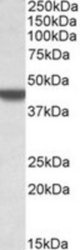 APOBEC3D antibody (0.3 ug/ml) staining of A549 lysate (35 ug protein/ml in RIPA buffer). Primary incubation was 1 hour. Detected by chemiluminescence.