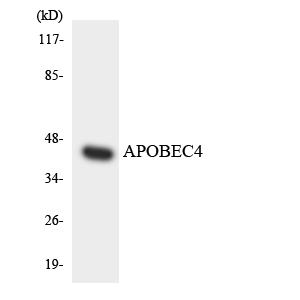 Western blot of the lysates from HT-29 cells using APOBEC4 antibody.