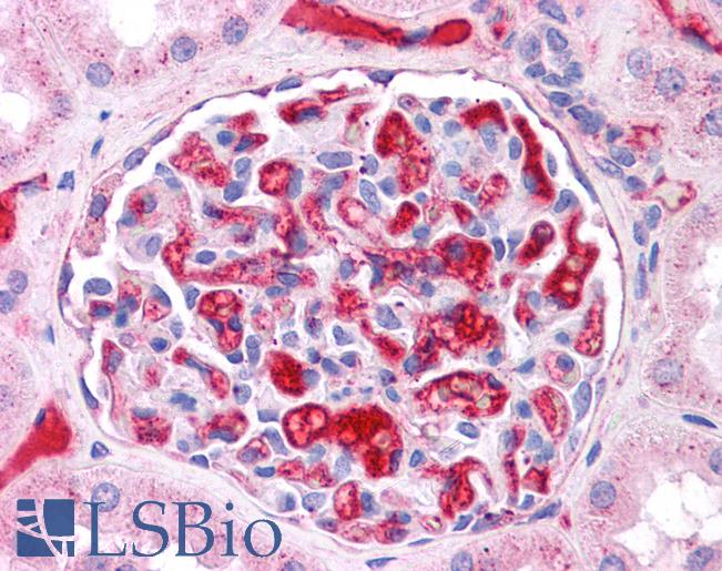 Anti-APOE / Apolipoprotein E antibody IHC of human kidney. Immunohistochemistry of formalin-fixed, paraffin-embedded tissue after heat-induced antigen retrieval. Antibody LS-B4680 concentration 5 ug/ml.