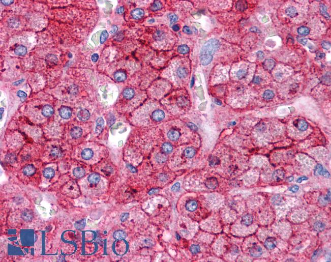 Anti-APOE / Apolipoprotein E antibody IHC of human adrenal. Immunohistochemistry of formalin-fixed, paraffin-embedded tissue after heat-induced antigen retrieval. Antibody LS-B4680 concentration 5 ug/ml.