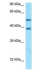 APOE / Apolipoprotein E antibody Western Blot of 721_B.