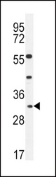 APOF Antibody western blot of CEM cell line lysates (35 ug/lane). The APOF antibody detected the APOF protein (arrow).