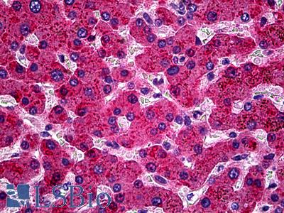 Anti-APOH / Apolipoprotein H antibody IHC of human liver. Immunohistochemistry of formalin-fixed, paraffin-embedded tissue after heat-induced antigen retrieval. Antibody LS-B5515 concentration 5 ug/ml.