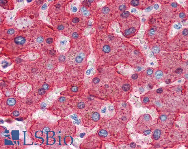 Anti-APOH / Apolipoprotein H antibody IHC of human liver. Immunohistochemistry of formalin-fixed, paraffin-embedded tissue after heat-induced antigen retrieval. Antibody LS-B2591 concentration 5 ug/ml.