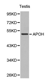 Western blot of APOH pAb in extracts from mouse testis tissue.