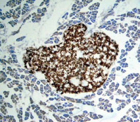 Apolipoprotein H/ApoH in Mouse Pancreas. Apolipoprotein H/ApoH was detected in perfusion fixed frozen sections of adult mouse pancreas using Goat Anti-Human Apolipoprotein H/ApoH Antigen Affinity-purified Polyclonal Antibody at 15 ug/ml overnight at 4 °C. Tissue was stained using Anti-Goat HRP-DAB (brown) and counterstained with hematoxylin (blue). Specific staining was localized to pancreatic islets.
