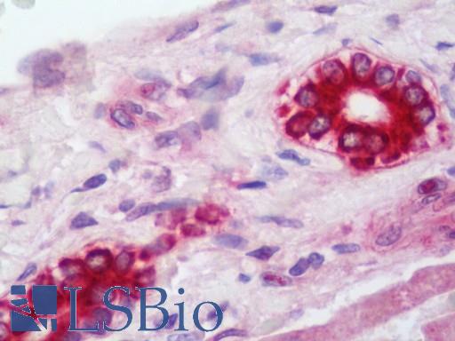 Anti-APOL1 / Apolipoprotein L antibody IHC staining of human liver. Immunohistochemistry of formalin-fixed, paraffin-embedded tissue after heat-induced antigen retrieval.