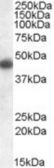 Antibody (1 ug/ml) staining of Human Frontal Cortex lysate (35 ug protein in RIPA buffer). Primary incubation was 1 hour. Detected by chemiluminescence