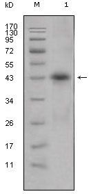 Western blot using APOL1 mouse monoclonal antibody against human plasma (1).