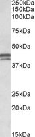 APOL1 antibody (0.1 ug/ml) staining of Human Placenta lysate (35 ug protein/ml in RIPA buffer). Primary incubation was 1 hour. Detected by chemiluminescence.