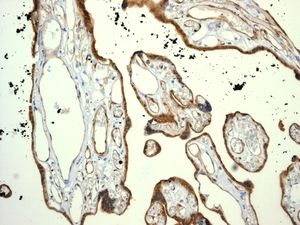 IHC of paraffin-embedded human placenta tissue using anti-APOL1 antibody.