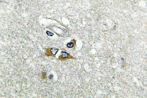 IHC of ApoL1 (Q294) pAb in paraffin-embedded human brain tissue.