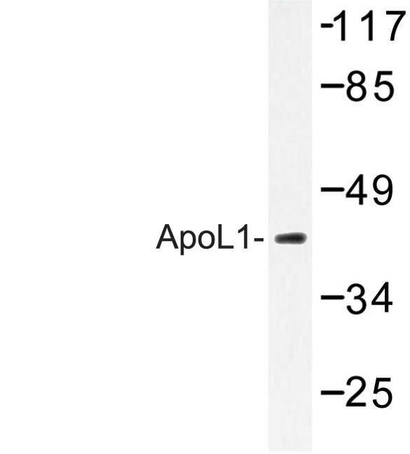Western blot of ApoL1 (Q294) pAb in extracts from A549 cells.