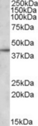Antibody (1 ug/ml) staining of DAUDI lysate (35 ug protein in RIPA buffer). Primary incubation was 1 hour. Detected by chemiluminescence