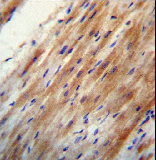 APOO Antibody immunohistochemistry of formalin-fixed and paraffin-embedded human heart tissue followed by peroxidase-conjugated secondary antibody and DAB staining.