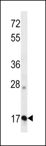 APOO Antibody (N-term ) western blot of K562 cell line lysates (35 ug/lane). The APOO antibody detected the APOO protein (arrow).
