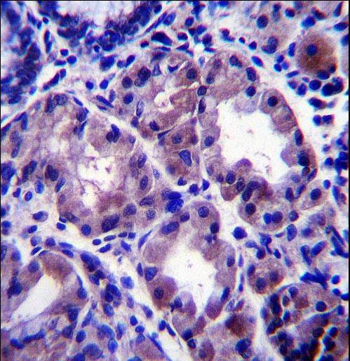 APOOL Antibody immunohistochemistry of formalin-fixed and paraffin-embedded human stomach tissue followed by peroxidase-conjugated secondary antibody and DAB staining.