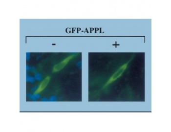 Immunocytochemistry/ Immunofluorescence - APPL antibody