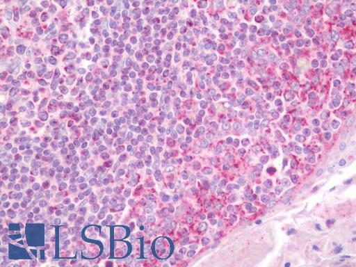 Anti-APPL1 / APPL antibody IHC staining of human tonsil. Immunohistochemistry of formalin-fixed, paraffin-embedded tissue after heat-induced antigen retrieval. Antibody LS-B11430 concentration 20 ug/ml.