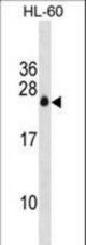 APRG1 Antibody western blot of HL-60 cell line lysates (35 ug/lane). The APRG1 antibody detected the APRG1 protein (arrow).