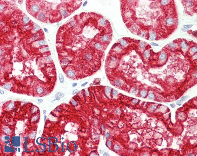 Anti-AQP1 / Aquaporin 1 antibody IHC staining of human kidney. Immunohistochemistry of formalin-fixed, paraffin-embedded tissue after heat-induced antigen retrieval. Antibody LS-B9806 dilution 1:100.