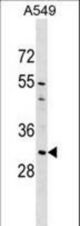 AQP1 Antibody western blot of A549 cell line lysates (35 ug/lane). The AQP1 antibody detected the AQP1 protein (arrow).