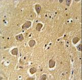 AQP11 Antibody immunohistochemistry of formalin-fixed and paraffin-embedded human brain tissue followed by peroxidase-conjugated secondary antibody and DAB staining.