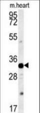 AQP11 Antibody western blot of mouse heart tissue lysates (15 ug/lane). The AQP11 antibody detected AQP11 protein (arrow).