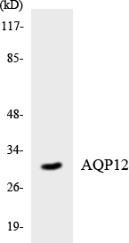 Western blot of the lysates from HUVEC cells using AQP12 antibody.