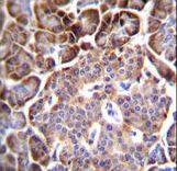 AQP12B Antibody immunohistochemistry of formalin-fixed and paraffin-embedded human pancreas tissue followed by peroxidase-conjugated secondary antibody and DAB staining.