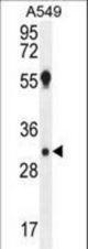 AQP12B Antibody western blot of A549 cell line lysates (35 ug/lane). The AQP12B antibody detected the AQP12B protein (arrow).