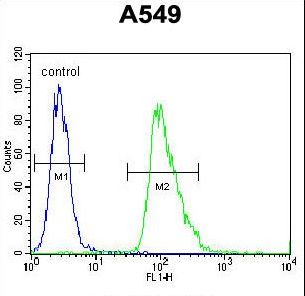 AQP12B Antibody flow cytometry of A549 cells (right histogram) compared to a negative control cell (left histogram). FITC-conjugated goat-anti-rabbit secondary antibodies were used for the analysis.