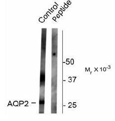 Western blot of rat kidney lysate showing specific immunolabeling of the ~29k and 37k glycosylated form of the AQP2 protein phosphorylated at Ser261. Immunolabeling is blocked by the phospho-peptide used as antigen (peptide) but not by the corresponding.