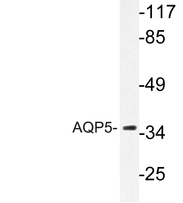 Western blot of AQP5 (Y243) pAb in extracts from HUVEC cells.