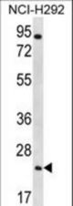 AQP5 Antibody western blot of NCI-H292 cell line lysates (35 ug/lane). The AQP5 antibody detected the AQP5 protein (arrow).