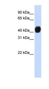 TGFB1I1 / HIC-5 antibody LS-B3528 Western blot of Transfected 293T cell lysate.