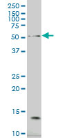 NCOA4 monoclonal antibody (M05), clone 1F11 Western blot of NCOA4 expression in HeLa NE.