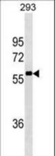 NCOA4 Antibody western blot of 293 cell line lysates (35 ug/lane). The NCOA4 antibody detected the NCOA4 protein (arrow).
