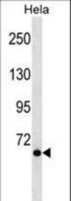 NCOA4 Antibody western blot of HeLa cell line lysates (35 ug/lane). The NCOA4 antibody detected the NCOA4 protein (arrow).