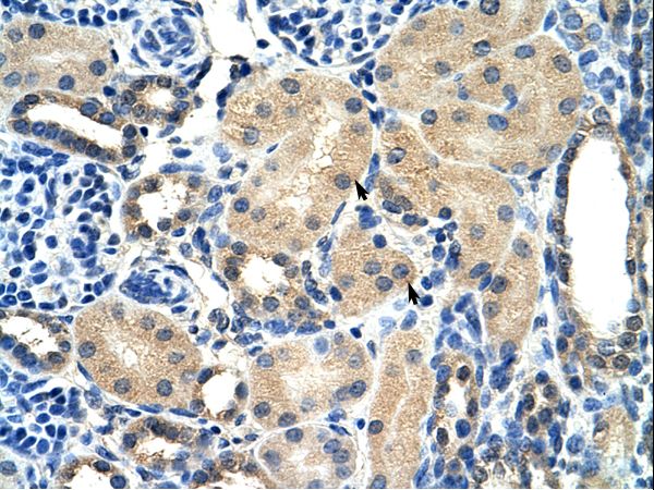 AIP antibody LS-C30791 was used in IHC to stain formalin-fixed, paraffin-embedded human kidney.
