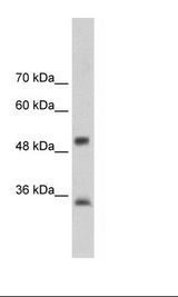 HepG2 Cell Lysate