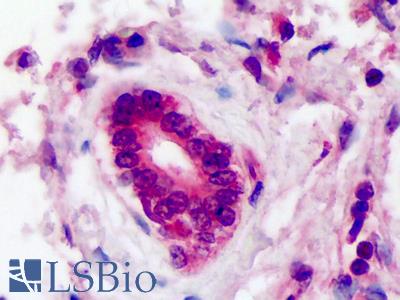 Anti-AIP antibody IHC of human bile duct. Immunohistochemistry of formalin-fixed, paraffin-embedded tissue after heat-induced antigen retrieval. Antibody LS-B227 dilution 1:400.