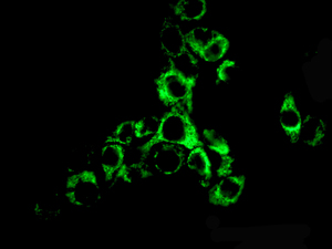 Immunofluorescent staining of HepG2 cells using anti-ACAA2 antibody.