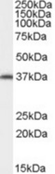 Antibody (0.02 ug/ml) staining of NIH/3T3 cell lysate (35 ug protein in RIPA buffer). Primary incubation was 1 hour. Detected by chemiluminescence.