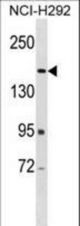 ARAP2 Antibody western blot of NCI-H292 cell line lysates (35 ug/lane). The ARAP2 antibody detected the ARAP2 protein (arrow).