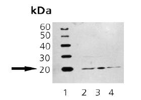 Lane 1: MWM, Lane 2: Rat Brain, Lane 3: Mouse Brain, Lane 4: MDCK