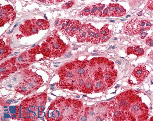 Anti-ACACB / ACC2 antibody IHC staining of human adrenal. Immunohistochemistry of formalin-fixed, paraffin-embedded tissue after heat-induced antigen retrieval. Antibody LS-B11360 concentration 5 ug/ml.