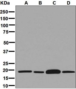 Western blot analysis on (A) HeLa, (B) HepG2, (C) fetal brain, and (D) Raji lysates using anti-ARF3 antibody.