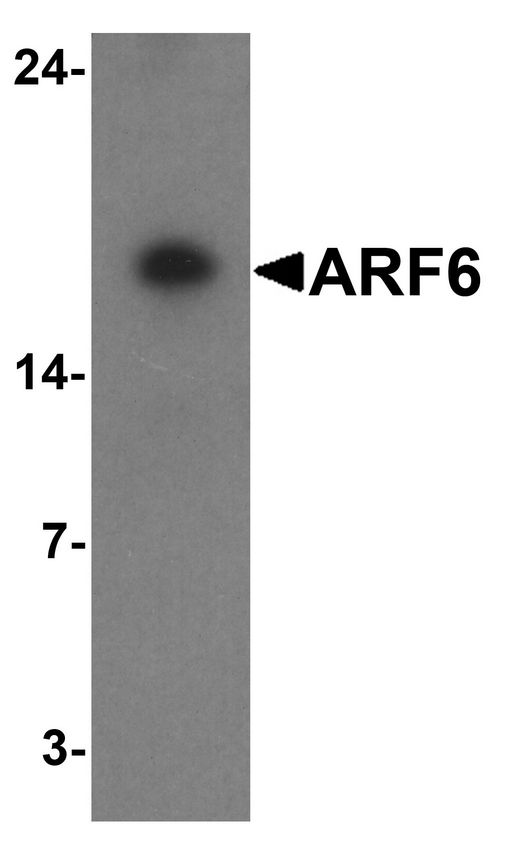 Western blot analysis of ARF6 in rat liver tissue lysate with ARF6 antibody at 1 ug/ml.